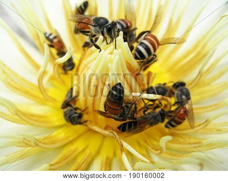 group of bees feeding on white yellow lotus nectar
