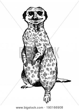 Surakat engraving vector illustration. Scratch board style imitation. Hand drawn image.