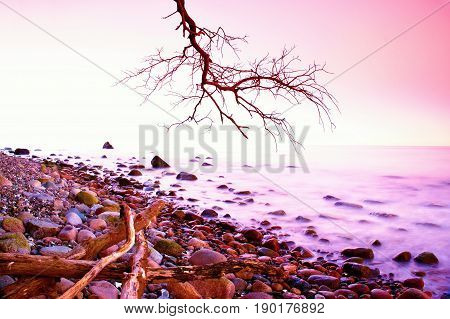 Romantic Morning. Bended Tree Above Sea Level,  Boulders Sticking Out From Smooth Waves. Pink Horizo