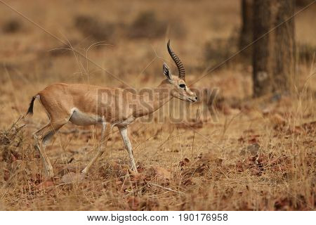 Indian gazell male in a beautiful place in india/wild animal in the nature habitat/India/chinkara stag