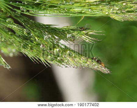 macro of grass spikes with water drop after rain or morning dew.