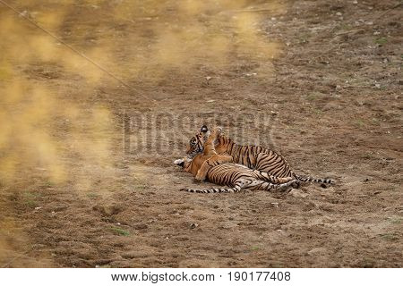 Tiger in the nature habitat. Tigers walking, standing, eating, resting. Wildlife scene with danger animal. Hot summer in Rajasthan, India. Dry trees with beautiful indian tiger, Panthera tigris