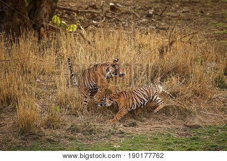 Tiger in the nature habitat. Tigers walking, standing, eating, resting. Wildlife scene with danger animal. Hot summer in Rajasthan, India. Dry trees with beautiful indian tiger, Panthera tigris