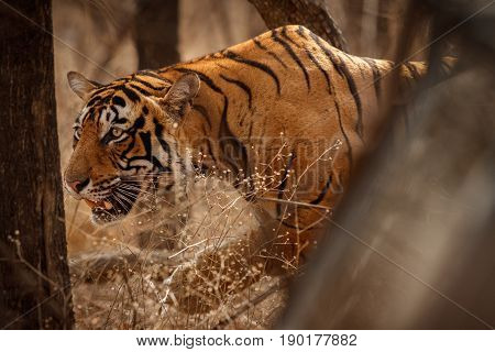 Tiger in the nature habitat. Tigers walking, standing, eating, resting. Wildlife scene with danger animal. Hot summer in Rajasthan, India. Dry trees with beautiful indian tiger, Panthera tigris