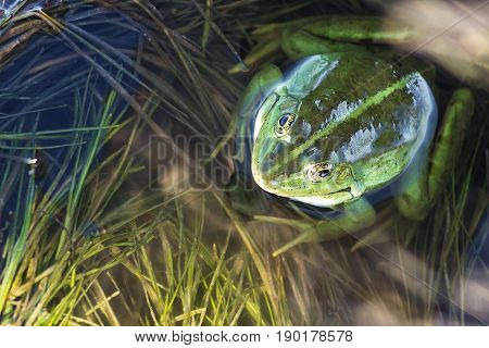 Marsh frog in pond full of weeds. Green frog Pelophylax esculentus sitting in water closeup.