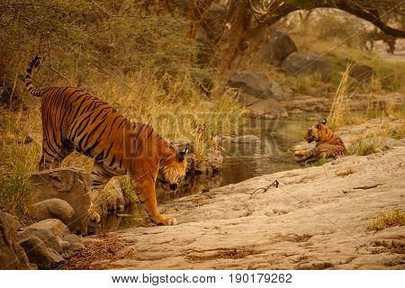 Tiger in the nature habitat. Tigers walking, standing, eating, resting. Wildlife scene with danger animal. Hot summer in Rajasthan, India. Dry trees with beautiful indian tiger, Panthera tigris