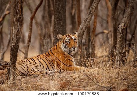 Tiger in the nature habitat. Tigers walking, standing, eating, resting. Wildlife scene with danger animal. Hot summer in Rajasthan, India. Dry trees with beautiful indian tiger, Panthera tigris