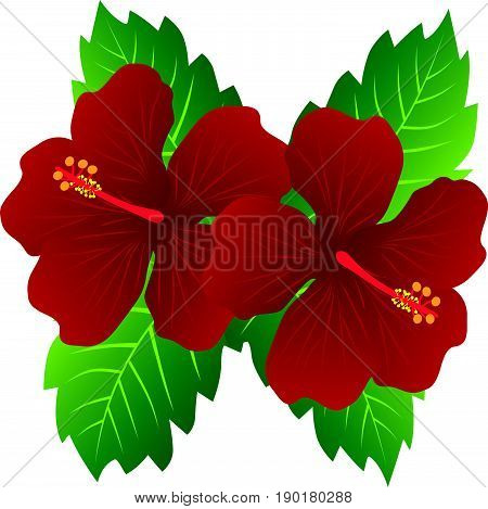 Malaysia National Flower Red Hibiscus flowers with leaves color vector  illustration