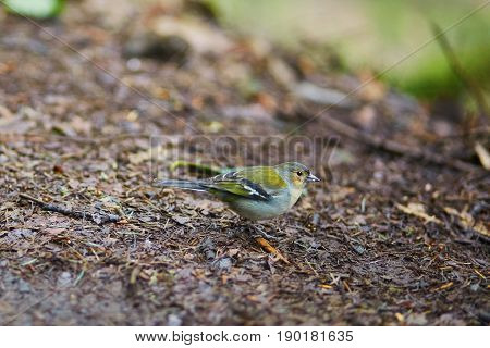 Closeup Of Colorful Madeiran Chaffinch, Bird Endemic To Madeira