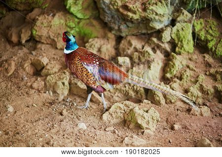 Common Pheasant (phasianus Colchicus)