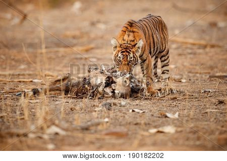 Tiger in the nature habitat. Tigers walking, resting, eating, playing, standing. Wildlife scene with danger animal. Hot summer in Rajasthan, India. Dry trees with beautiful indian tiger, Panthera tigris