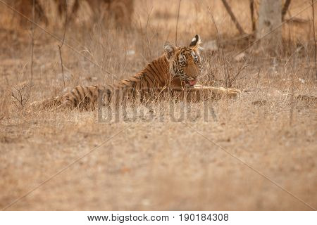 Tiger in the nature habitat. Tigers walking, resting, playing head on composition. Wildlife scene with danger animal. Hot summer in Rajasthan, India. Dry trees with beautiful indian tiger, Panthera tigris