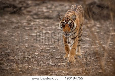 Tiger in the nature habitat. Tigers walking, resting, playing head on composition. Wildlife scene with danger animal. Hot summer in Rajasthan, India. Dry trees with beautiful indian tiger, Panthera tigris