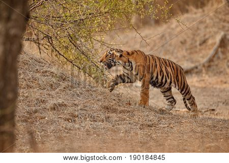 Tiger in the nature habitat. Tigers walking, resting, playing head on composition. Wildlife scene with danger animal. Hot summer in Rajasthan, India. Dry trees with beautiful indian tiger, Panthera tigris