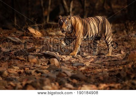 Tiger in the nature habitat. Tigers walking, resting, playing head on composition. Wildlife scene with danger animal. Hot summer in Rajasthan, India. Dry trees with beautiful indian tiger, Panthera tigris