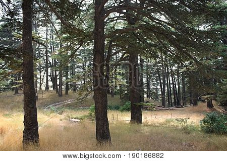 Walking the trails inside the cedar forest in Lebanon.