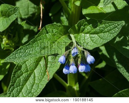 Blossom Prickly Comfrey Symphytum Asperum flowers and leaves close-up selective focus shallow DOF.