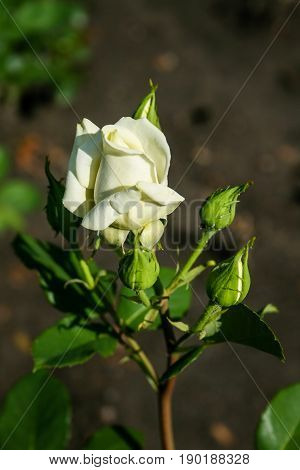 Flowering Summer Rose In Bud