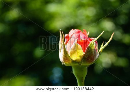 Flowering Summer Rose In Bud