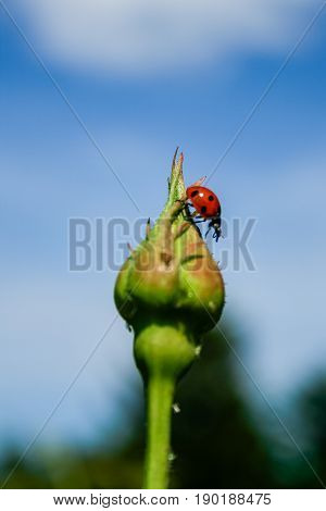Ladybug On Rose Bud
