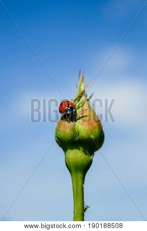 Ladybug On Rose Bud