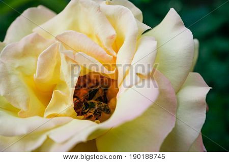 Flowering summer rose in bud . . .