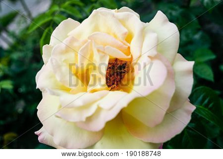 Flowering summer rose in bud . . .