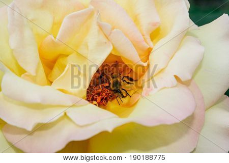 Flowering Summer Rose In Bud