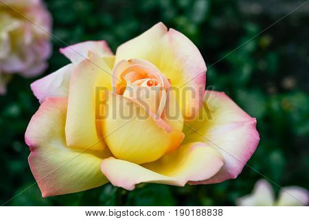 Flowering Summer Rose In Bud