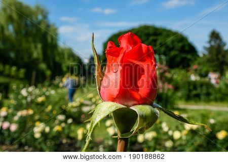 Flowering Summer Rose In Bud