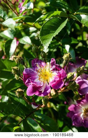 Flowering Summer Rose In Bud