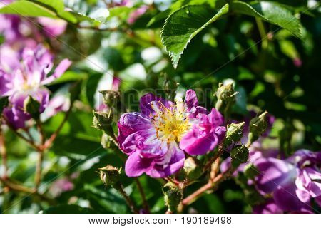 Flowering Summer Rose In Bud