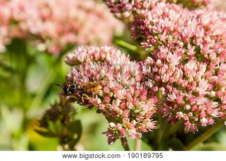 A Wasp Gathers Nectar On Flowers