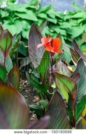 Red Canna Lily blooming flower . . .