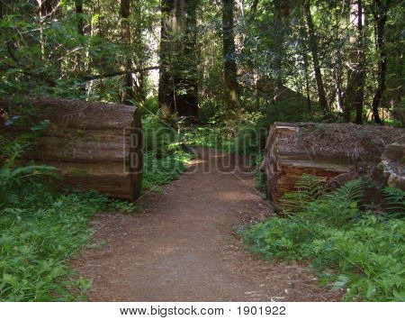 Redwood Pathway