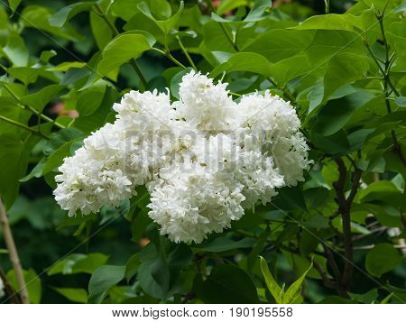 White flowers on Common lilac or Syringa vulgaris macro selective focus shallow DOF.