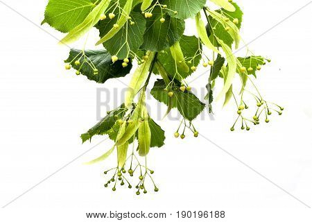Harvest of fresh linden flowers. Linden flowers in herbal medicine