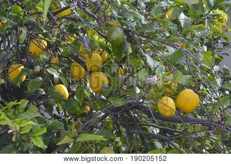 Ripe lemon fruits on tree branches with lemon flowers