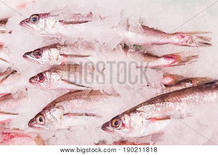 Fresh whiting on market in Madrid. Raw fish