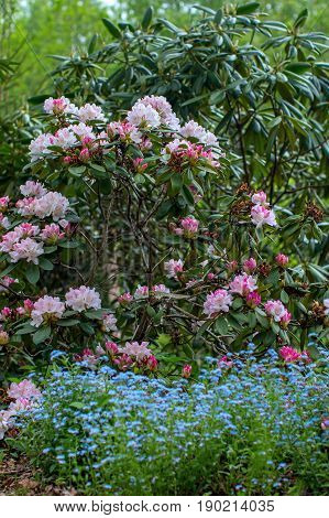 Blooming rhododendron bushes. Latvian University Rhododendron nursery 