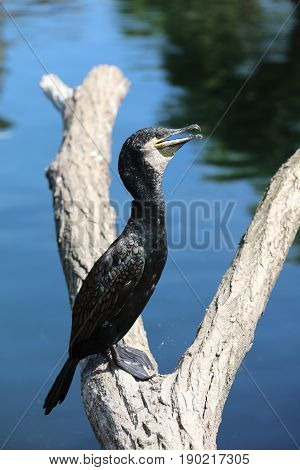 Black Cormorant also called Double-Crested Cormorant closeup