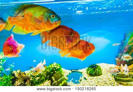 Aquarium with ocean fish. There are four big red fish in the frame. The colors are blue red green white