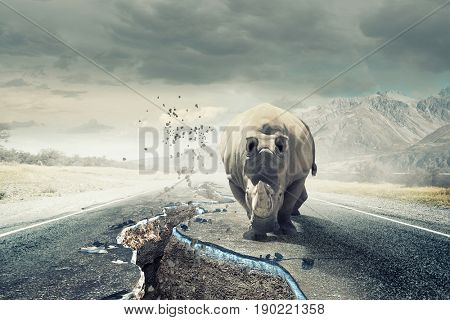 Rhino on asphalt road