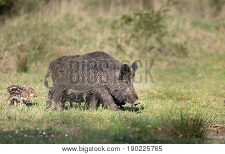 Wild Boar With Piglets In Forest