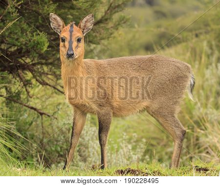 Duiker Antelope