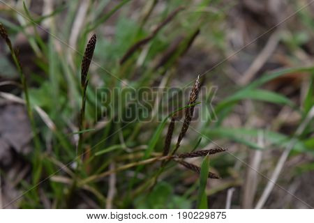 Sedge with brown buds and green leaves on Siberian swamp background in spring
