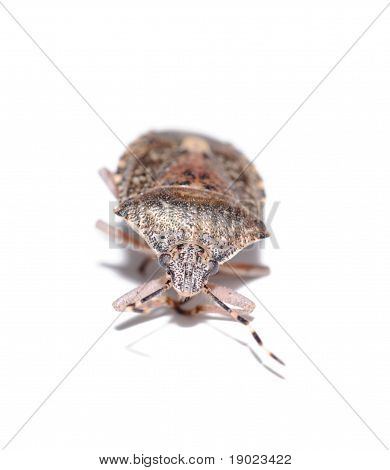 Bug de abrunho, isolamento de Baccarum de Dolycoris branco fundo
