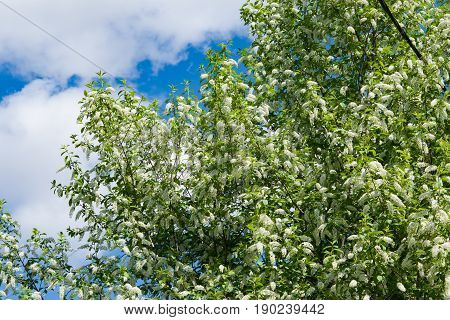 Spring landscape,blooming birdcherry tree closeup with green leaves against a blue sky with clouds