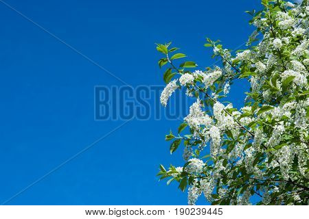 Spring landscape,blooming birdcherry tree closeup with green leaves against a blue sky
