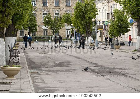 Gatchina Leningrad region Russia - June 03 2017: Citizens and tourists feeding pigeons in Cathedral street.